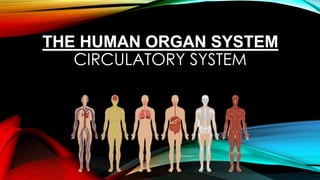 THE HUMAN ORGAN SYSTEM
CIRCULATORY SYSTEM
 