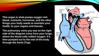 This organ is what pumps oxygen rich
blood, nutrients, hormones, and the other
things your body needs to maintain your
health, to your organs and tissues.
The pulmonary veins you see on the right
side of the diagram come from your lungs,
where the blood cells collect oxygen. It’s
then pumped out to the rest of the body
through the Aorta (Top).
 