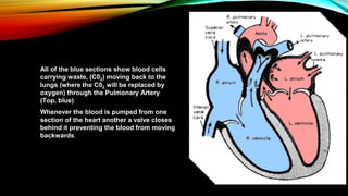 All of the blue sections show blood cells
carrying waste, (C02) moving back to the
lungs (where the C02 will be replaced by
oxygen) through the Pulmonary Artery
(Top, blue)
Whenever the blood is pumped from one
section of the heart another a valve closes
behind it preventing the blood from moving
backwards.
 