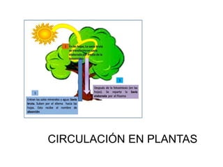 CIRCULACIÓN EN PLANTAS
 