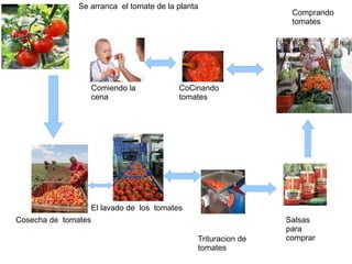Se arranca  el tomate de la planta Cosecha de  tomates El lavado de  los  tomates Trituracion de tomates Salsas  para comprar Comprando  tomates CoCinando tomates Comiendo la cena 