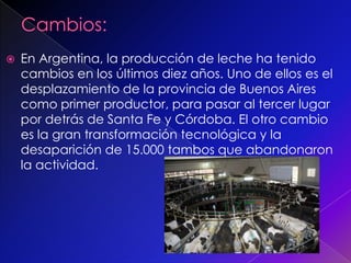  En Argentina, la producción de leche ha tenido
cambios en los últimos diez años. Uno de ellos es el
desplazamiento de la provincia de Buenos Aires
como primer productor, para pasar al tercer lugar
por detrás de Santa Fe y Córdoba. El otro cambio
es la gran transformación tecnológica y la
desaparición de 15.000 tambos que abandonaron
la actividad.