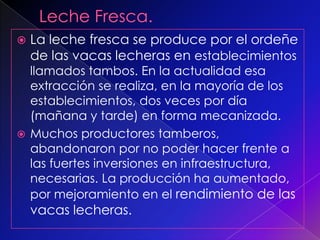  La leche fresca se produce por el ordeñe
de las vacas lecheras en establecimientos
llamados tambos. En la actualidad esa
extracción se realiza, en la mayoría de los
establecimientos, dos veces por día
(mañana y tarde) en forma mecanizada.
Muchos productores tamberos,
abandonaron por no poder hacer frente a
las fuertes inversiones en infraestructura,
necesarias. La producción ha aumentado,
por mejoramiento en el rendimiento de las
vacas lecheras.
