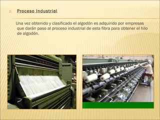 2. Proceso Industrial
Una vez obtenido y clasificado el algodón es adquirido por empresas
que darán paso al proceso industrial de esta fibra para obtener el hilo
de algodón.
 