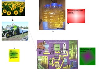 Se cosechan los girasoles. Asi se compra el aceite. Se fabrica el aceite. 