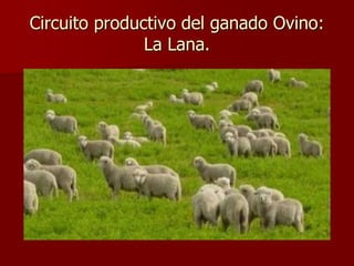 Circuito productivo del ganado Ovino:
               La Lana.
 