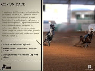 COMUNIDADE
Mais de 395 mil animais registrados
74 mil criadores, proprietários e associados
cadastrados
Valor aproximado do plantel é de US$ 869,1
milhões
A raça Quarto de Milha surgiu nos Estados Unidos
por volta do ano de 1600. Os primeiros animais
que a originaram foram trazidos da Arábia e
Turquia à América do Norte pelos exploradores e
comerciantes espanhóis. Os garanhões escolhidos
eram cruzados com éguas que vieram da
Inglaterra, em 1611. O cruzamento produziu
cavalos compactos, com músculos fortes, podendo
correr distâncias curtas mais rapidamente do que
nenhuma outra raça.
 