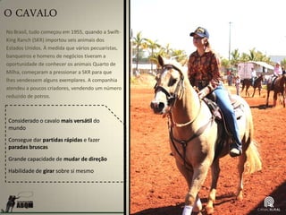 O CAVALO
Considerado o cavalo mais versátil do
mundo
Consegue dar partidas rápidas e fazer
paradas bruscas
Grande capacidade de mudar de direção
Habilidade de girar sobre si mesmo
No Brasil, tudo começou em 1955, quando a Swift-
King Ranch (SKR) importou seis animais dos
Estados Unidos. À medida que vários pecuaristas,
banqueiros e homens de negócios tiveram a
oportunidade de conhecer os animais Quarto de
Milha, começaram a pressionar a SKR para que
lhes vendessem alguns exemplares. A companhia
atendeu a poucos criadores, vendendo um número
reduzido de potros.
 