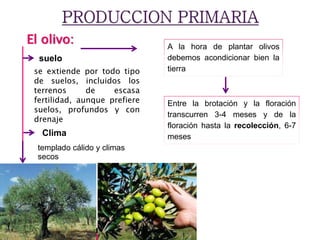 El olivo:
se extiende por todo tipo
de suelos, incluidos los
terrenos de escasa
fertilidad, aunque prefiere
suelos, profundos y con
drenaje
suelo
templado cálido y climas
secos
A la hora de plantar olivos
debemos acondicionar bien la
tierra
Entre la brotación y la floración
transcurren 3-4 meses y de la
floración hasta la recolección, 6-7
mesesClima
 
