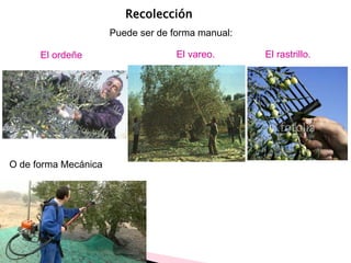 Puede ser de forma manual:
Recolección
O de forma Mecánica
El rastrillo.El ordeñe El vareo.
 