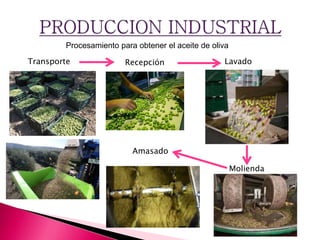 Procesamiento para obtener el aceite de oliva
Transporte Recepción Lavado
Molienda
Amasado
 