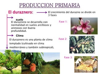 El duraznero:
Clima
El duraznero se desarrolla con
normalidad en suelos arcillosos y
arenosos con buena
profundidad.
suelo
El duraznero es una planta de clima
templado (cultivado en clima
mediterráneo y también subtropical),
El crecimiento del durazno se divide en
3 fases
Fase 1:
Fase 2:
Fase 3:
 