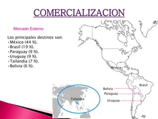 COMERCIALIZACION
Los principales destinos son:
•México (44 %).
•Brasil (19 %).
•Paraguay (9 %).
•Uruguay (9 %).
•Tailandia (7 %).
•Bolivia (6 %).
Mercado Externo
Brasil
México
Paraguay
Uruguay
Bolivia
Tailandia
 