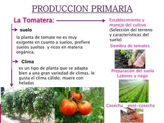 suelo
La Tomatera:
Clima
es un tipo de planta que se adapta
bien a una gran variedad de climas. le
gusta el clima cálido; muere con
heladas
la planta de tomate no es muy
exigente en cuanto a suelos, prefiere
suelos sueltos y ricos en materia
orgánica.
Establecimiento y
manejo del cultivo
(Selección del terreno
y características del
suelo)
Siembra de tomates
Preparación del suelo
Labores y riego
Cosecha post-cosecha
 