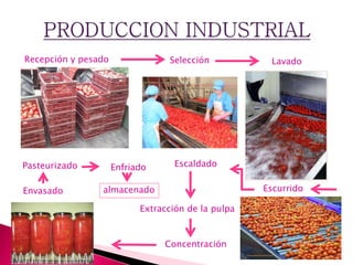 Recepción y pesado Selección Lavado
Escurrido
Escaldado
Extracción de la pulpa
Concentración
Envasado
Pasteurizado Enfriado
almacenado
 