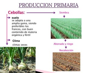 Cebollas:
suelo
Clima
climas secos
se adapta a una
amplia gama, siendo
preferibles los
francos, con buen
contenido de materia
orgánica y fértil
Siembra
Abonado y riego
Recolección
 