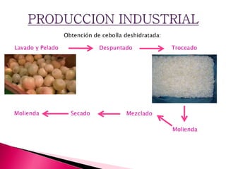 Obtención de cebolla deshidratada:
Lavado y Pelado Despuntado Troceado
Molienda
MezcladoSecadoMolienda
 