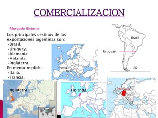 COMERCIALIZACION
Mercado Externo
Los principales destinos de las
exportaciones argentinas son:
•Brasil.
•Uruguay.
•Alemania.
•Holanda.
•Inglaterra.
En menor medida:
•Italia.
•Francia.
Brasil
Uruguay
HolandaInglaterra
Italia
Francia
 