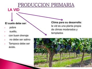 El suelo debe ser:
 pobre
 suelto,
 con buen drenaje
 no debe ser salino
 Tampoco debe ser
ácido.
Clima para su desarrollo:
la vid es una planta propia
de climas moderados y
templados
LA VID
 