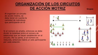 ORGANIZACIÓN DE LOS CIRCUITOS
DE ACCIÓN MOTRIZ Grupos
Al organizar un circuito
de acción motriz, se
debe tener en cuenta la
cantidad de individuos
que participarán en él
Si el número es amplio, entonces se debe
dividir la totalidad entre el número de
estaciones que se hayan establecido en el
circuito. Por su parte, si el número es
reducido, entonces habrá un solo participante
por cada estación.
 