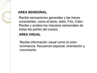 AREA SENSORIAL
Recibe sensaciones generales y las haces
conscientes, como el tacto, dolor, Frio, Calor.
Recibe y analiza los impulsos sensoriales de
todas las partes del cuerpo
AREA VISUAL
Recibe información visual como el color,
luminancia, frecuencia espacial, orientación y
movimiento
 