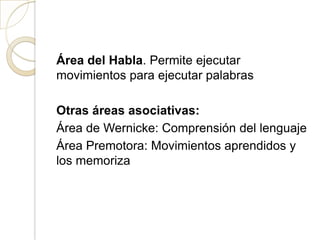 Área del Habla. Permite ejecutar
movimientos para ejecutar palabras
Otras áreas asociativas:
Área de Wernicke: Comprensión del lenguaje
Área Premotora: Movimientos aprendidos y
los memoriza
 
