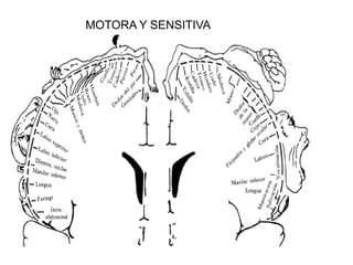 MOTORA Y SENSITIVA
 