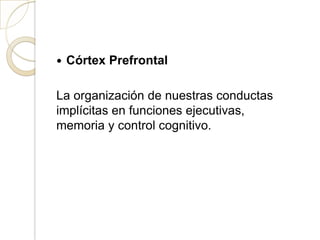  Córtex Prefrontal
La organización de nuestras conductas
implícitas en funciones ejecutivas,
memoria y control cognitivo.
 