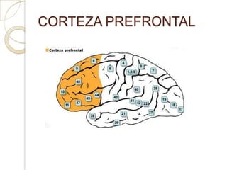 CORTEZA PREFRONTAL
 