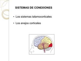SISTEMAS DE CONEXIONES
• Los sistemas talamocorticales
• Los anejos corticales
 