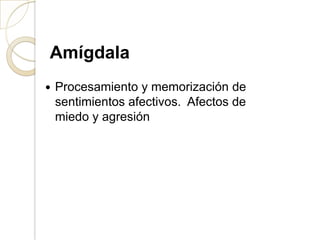 Amígdala
 Procesamiento y memorización de
sentimientos afectivos. Afectos de
miedo y agresión
 