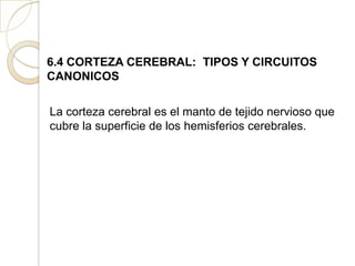 6.4 CORTEZA CEREBRAL: TIPOS Y CIRCUITOS
CANONICOS
La corteza cerebral es el manto de tejido nervioso que
cubre la superficie de los hemisferios cerebrales.
 