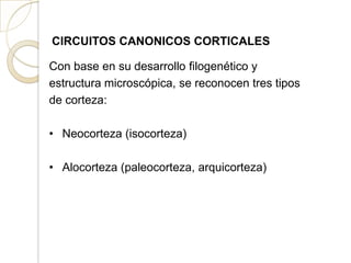 CIRCUITOS CANONICOS CORTICALES
Con base en su desarrollo filogenético y
estructura microscópica, se reconocen tres tipos
de corteza:
• Neocorteza (isocorteza)
• Alocorteza (paleocorteza, arquicorteza)
 