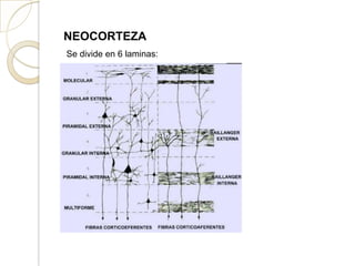 NEOCORTEZA
Se divide en 6 laminas:
 