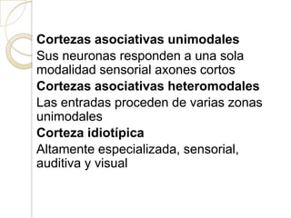 Cortezas asociativas unimodales
Sus neuronas responden a una sola
modalidad sensorial axones cortos
Cortezas asociativas heteromodales
Las entradas proceden de varias zonas
unimodales
Corteza idiotípica
Altamente especializada, sensorial,
auditiva y visual
 