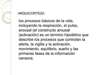 ARQUICORTEZA
los procesos básicos de la vida,
incluyendo la respiración, el pulso,
arousal (el constructo arousal
(activación) es un termino hipotético que
describe los procesos que controlan la
alerta, la vigilia y la activación,
movimiento, equilibrio, sueño y las
primeras fases de la información
censora.
 