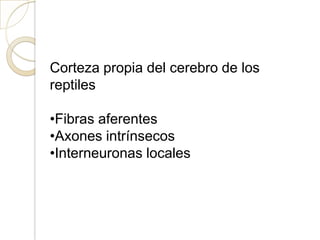 Corteza propia del cerebro de los
reptiles
•Fibras aferentes
•Axones intrínsecos
•Interneuronas locales
 