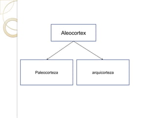 Aleocortex
Paleocorteza arquicorteza
 