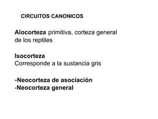 CIRCUITOS CANONICOS
Alocorteza primitiva, corteza general
de los reptiles
Isocorteza
Corresponde a la sustancia gris
-Neocorteza de asociación
-Neocorteza general
 