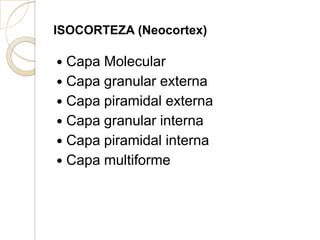ISOCORTEZA (Neocortex)
 Capa Molecular
 Capa granular externa
 Capa piramidal externa
 Capa granular interna
 Capa piramidal interna
 Capa multiforme
 