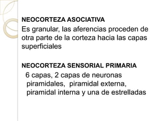 NEOCORTEZA ASOCIATIVA
Es granular, las aferencias proceden de
otra parte de la corteza hacia las capas
superficiales
NEOCORTEZA SENSORIAL PRIMARIA
6 capas, 2 capas de neuronas
piramidales, piramidal externa,
piramidal interna y una de estrelladas
 