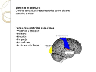 Sistemas asociativos
Centros asociativos interconectados con el sistema
sensitivo y motor.
Funciones cerebrales específicas
• Vigilancia y atención
• Memoria
• Emoción
• Lenguaje
• Aprendizaje
• Acciones voluntarias
 