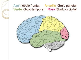 Azul: lóbulo frontal; Amarillo lóbulo parietal,
Verde lóbulo temporal Rosa lóbulo occipital
 