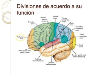 Divisiones de acuerdo a su
función
 
