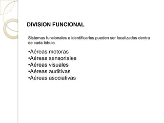 DIVISION FUNCIONAL
Sistemas funcionales e identificarles pueden ser localizados dentro
de cada lóbulo
•Aéreas motoras
•Aéreas sensoriales
•Aéreas visuales
•Aéreas auditivas
•Aéreas asociativas
 