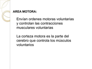 AREA MOTORA:
Envían ordenes motoras voluntarias
y controlan las contracciones
musculares voluntarias
La corteza motora es la parte del
cerebro que controla los músculos
voluntarios
 