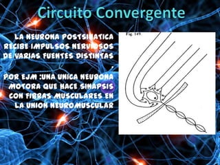 LA NEURONA POSTSINATICA
RECIBE IMPULSOS NERVIOSOS
DE VARIAS FUENTES DISTINTAS
                           .
POR EJM :UNA UNICA NEURONA
 MOTORA QUE HACE SINAPSIS
 CON FIBRAS MUSCULARES EN
   LA UNION NEUROMUSCULAR
 