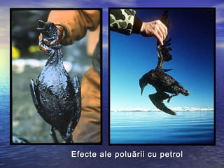 Efecte ale poluării cu petrol
 