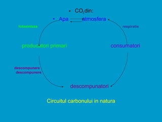 • CO2 din:
• Apa atmosfera
fotosinteza respiratie
producatori primari consumatori
descompunere
descompunere
descompunatori
Circuitul carbonului in natura
 