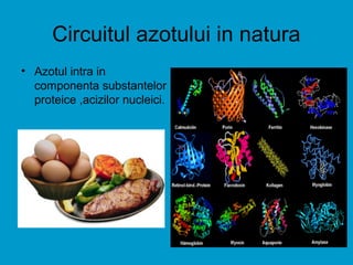 Circuitul azotului in natura
• Azotul intra in
componenta substantelor
proteice ,acizilor nucleici.
 